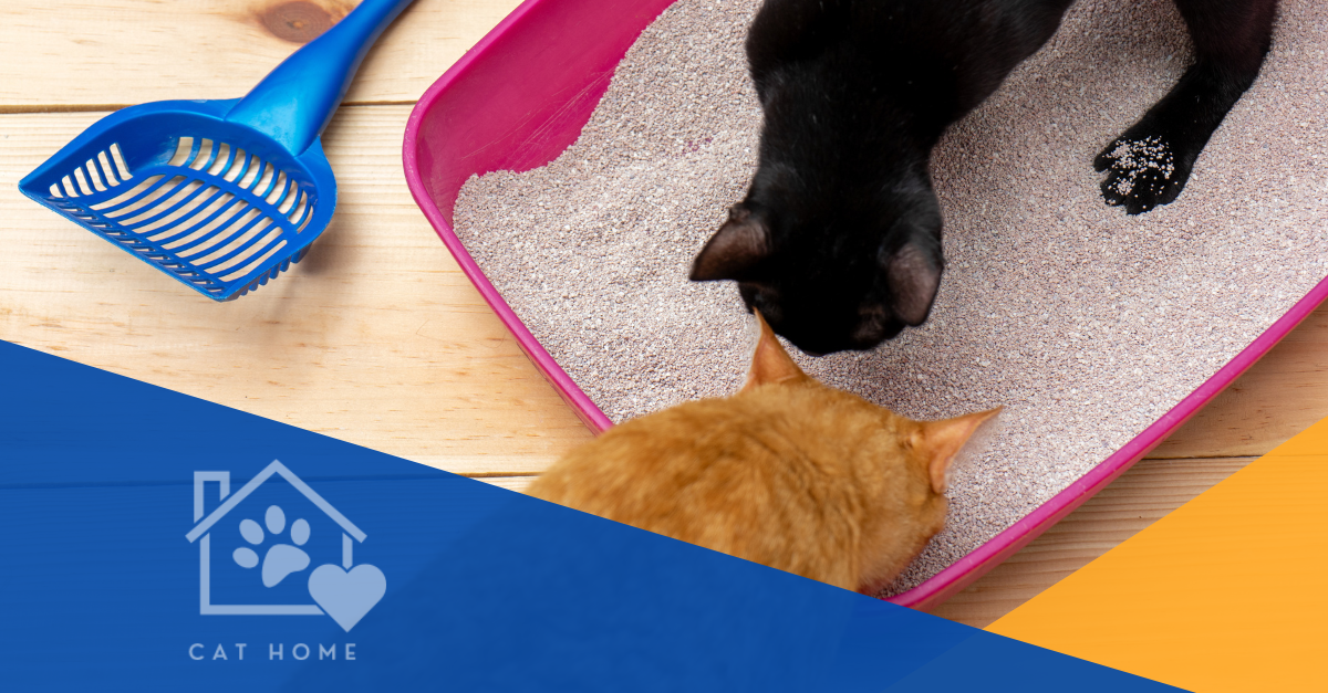 Do Cats Share Litter Boxes? Surprising Truths Revealed!