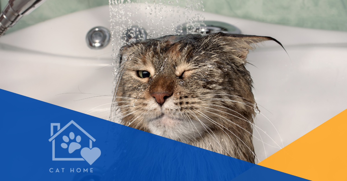 How Often Do Cats Need Baths: Essential Tips for Cat Owners